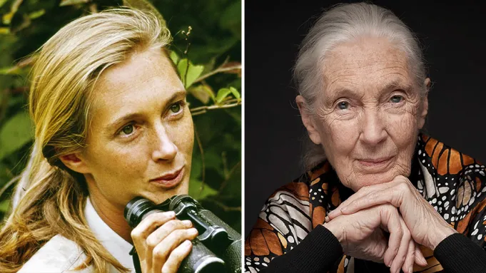 The Immortal Legacy: Why Jane Goodall’s Work Will Never Die